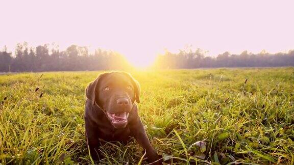 草地上可爱的拉布拉多小狗