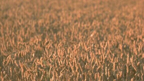麦田里的小麦丰收了