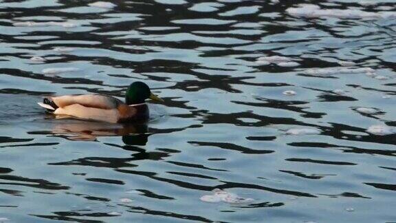 一只雄性绿头鸭带着小冰块在池塘里游泳