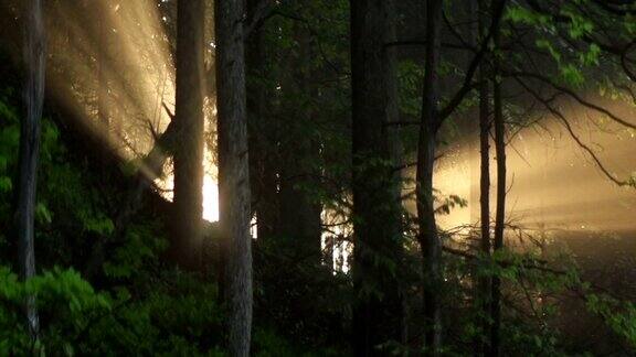 阳光在山毛榉之间闪烁山地森林