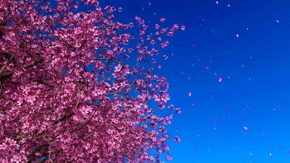 樱花在蓝天背景的慢动作