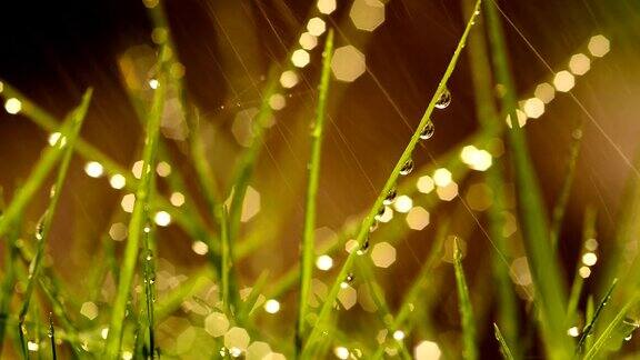 雨中的草