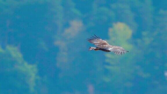 鸟-白尾海鹰(halaeetusalbicilla)在阳光明媚的秋天飞行