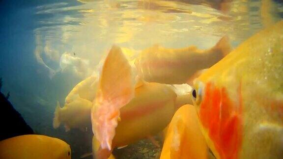 湖里漂着一群黄鳟鱼