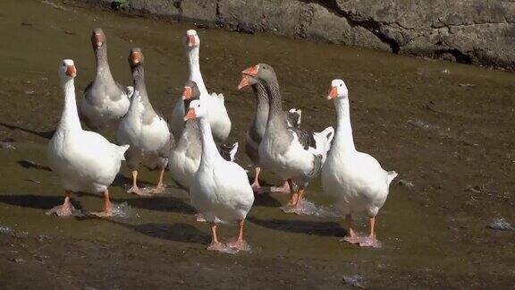 鸭群在池塘岸边行走