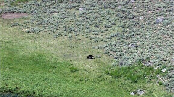 黑熊慢慢走向森林-鸟瞰图-怀俄明州公园县直升机拍摄空中录像电影建立拍摄美国