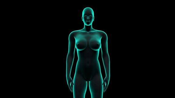 女性身体扫描肌肉结构x射线