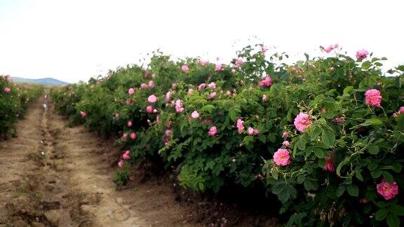 漫步在美丽的玫瑰花园里