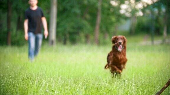 一只爱尔兰猎犬在公园里跑来跑去和主人一起玩慢动作地扔木棍