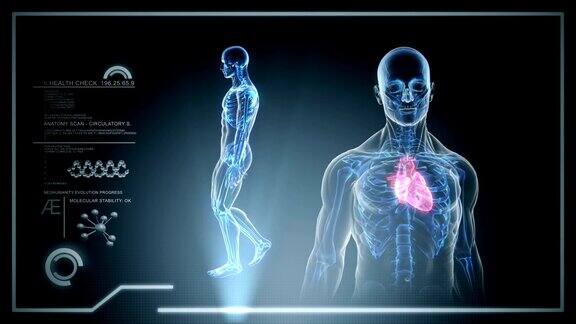 男性解剖学-人类心血管扫描-股票视频