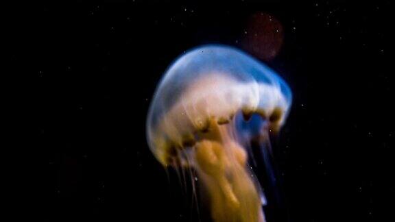 深海里的水母