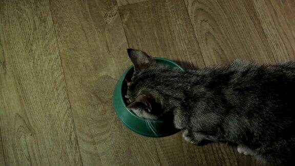 家养的可爱的猫吃食物