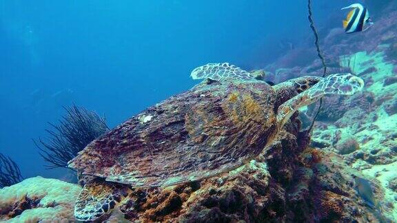 水下罕见遭遇极度濒危的玳瑁海龟