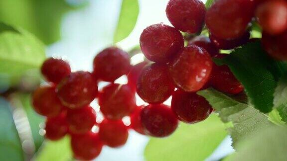 红色潮湿的樱桃在树枝上闪耀特写富含新鲜维生素的水果