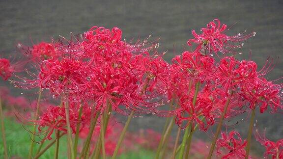 红色石蒜花瓣雨后带露珠公园里美丽的花朵花瓣背景