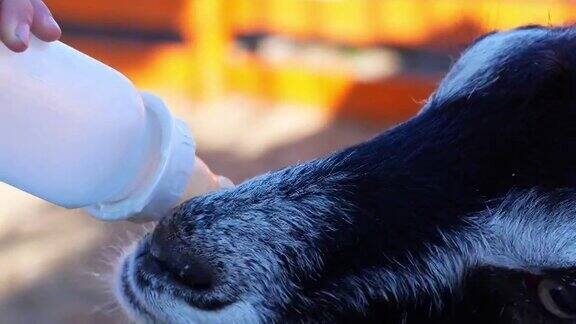 农夫和小孩用奶瓶喂一只小山羊山羊喝牛奶的特写镜头