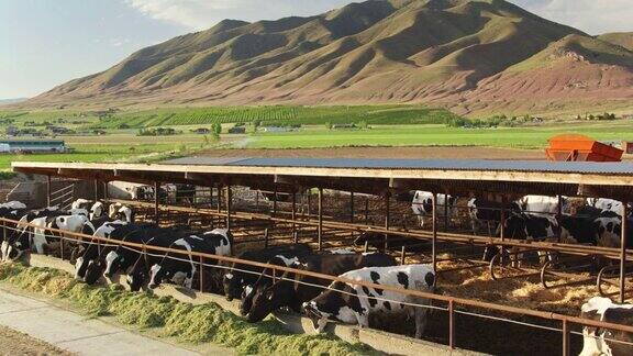 无人机拍摄的奶牛在奶牛场吃草