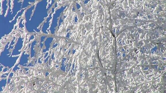 树枝被雪覆盖