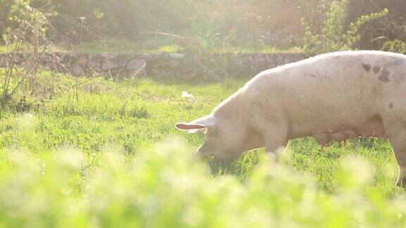 家猪在大自然中进食