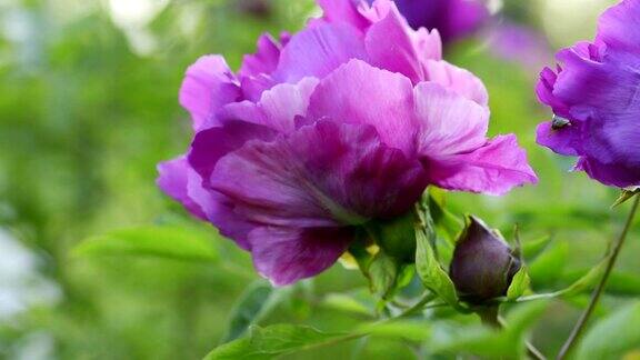 紫色牡丹花自然背景