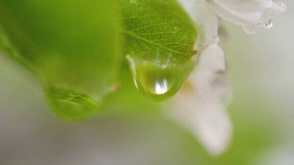水珠上的梨花在大自然的雨后随雨点落下
