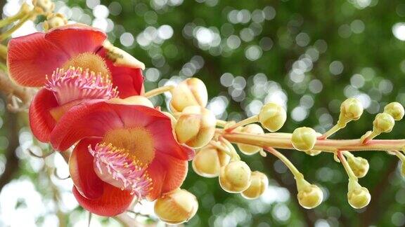 奇异的花和树危险的大的强大的绿色热带树炮弹salalanga盛开着美丽的桔红色嫩花自然热带异域背景