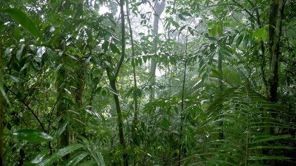 热带雨林中的热带雨