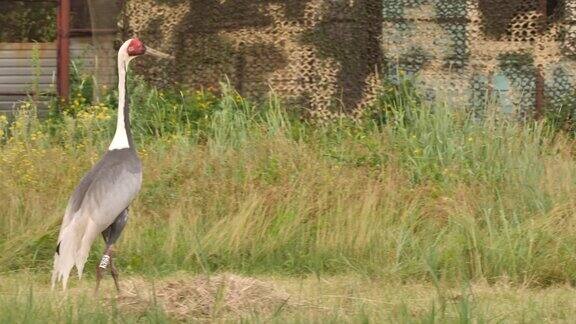 白头鹤(安提戈涅)-兴安自然保护区