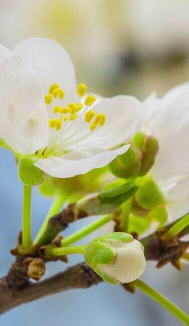野生梅花盛开在一个垂直格式时间流逝4k视频核果花在春天开花