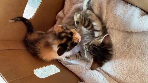 两只猫在盒子里玩