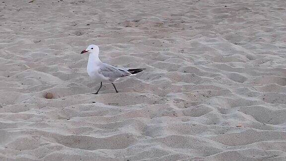 一只海鸥在海滩上慢慢地走着