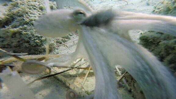 在希腊的爱琴海一只章鱼在水下游泳