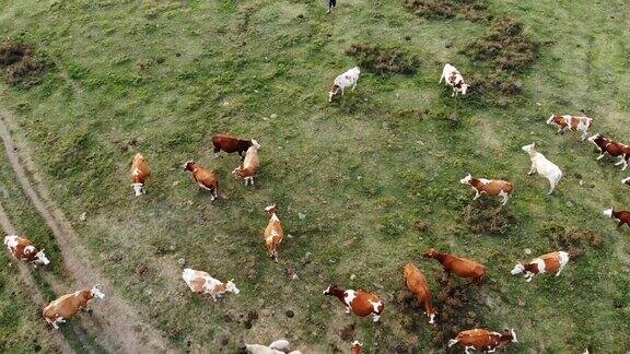 牧场上的空中牛群