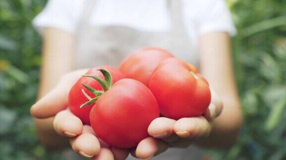 农夫拿着并展示西红柿