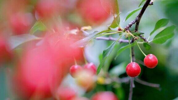 红樱桃挂在树枝上