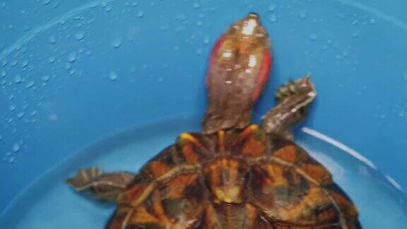 红耳龟正坐在塑料碗里试图逃跑她在等着清洗鱼缸
