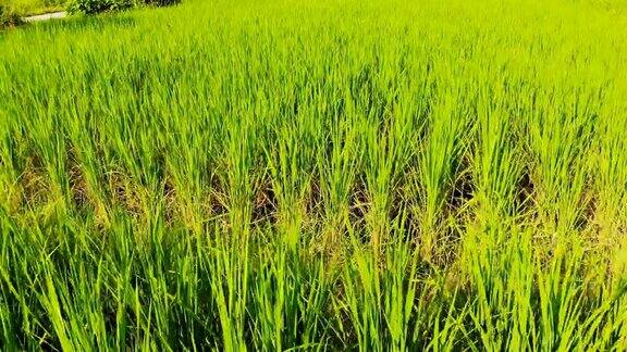 航拍农民走进稻田种植园
