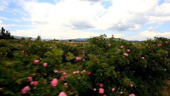 漫步在美丽的玫瑰花园里