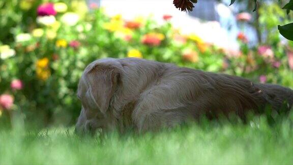 金毛猎犬坐在草地上