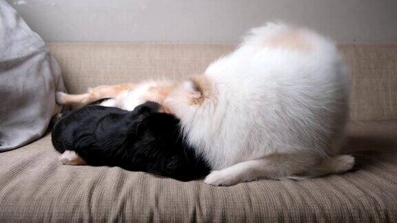 4kuhd吉娃娃和博美可爱的狗狗一起玩咬与新鲜和好斗的沙发沙发客厅有趣的动物家概念