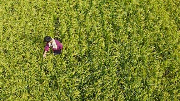 一个农民或研究人员使用平板电脑检查水稻作物的高角度视图