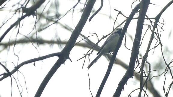 阴天一只小鸟坐在树枝上的慢动作视频