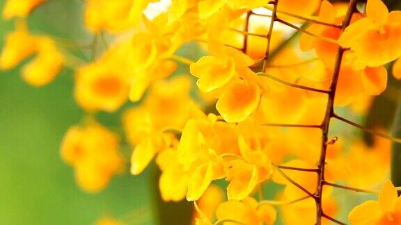 美丽的黄色兰花随风飘动