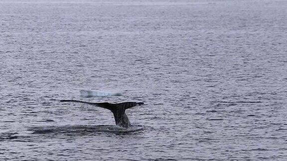 南极洲的座头鲸