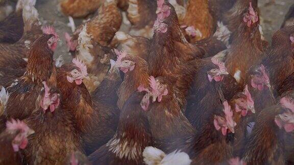 当地养鸡场的母鸡铁丝网后面的一群母鸡
