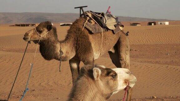 两头骆驼在撒哈拉沙漠中休息