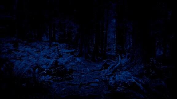 在夜晚沿着森林小路滑行