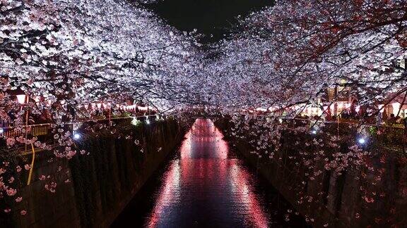 美丽的樱花日本东京目黑河夜晚的樱花与灯光