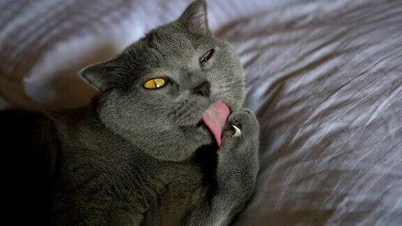 英国品种的猫用舌头清洁自己躺在床上白色