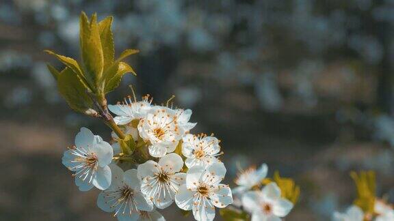 春天开花